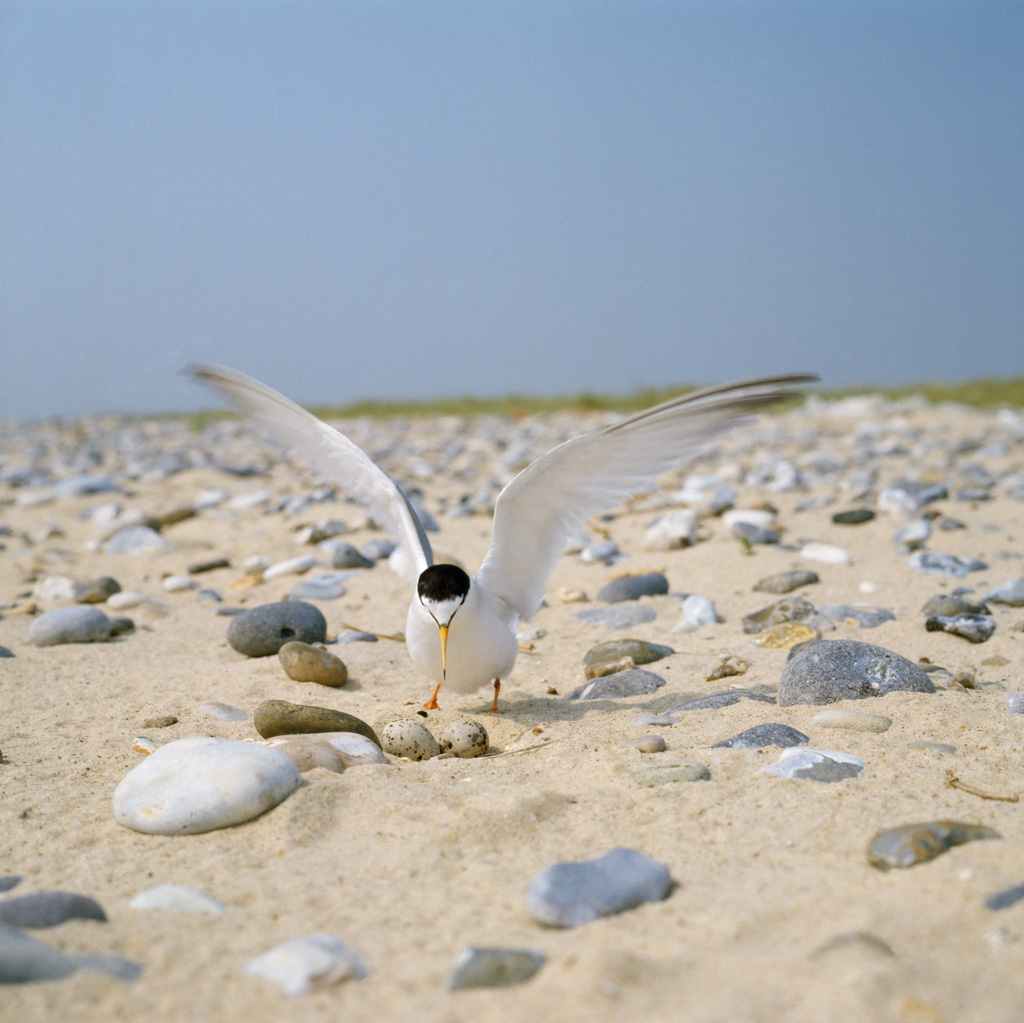 Volunteers needed to help rare seabirds in Northumberland