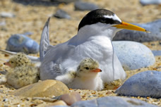 Bumper breeding year for rare seabird in Northumberland