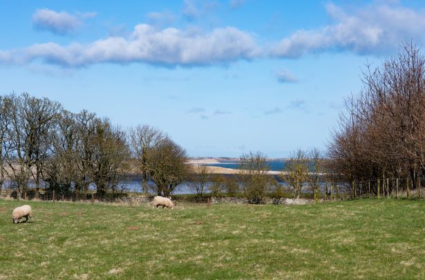 Budle Hall Field Camping 